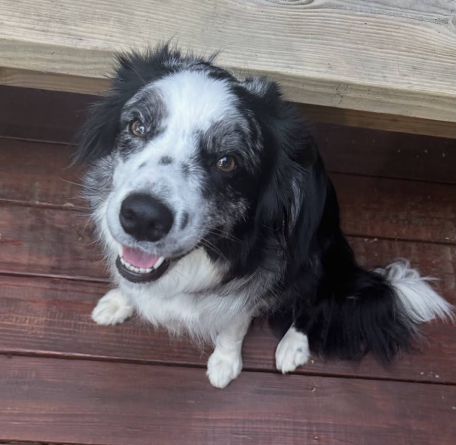 A happy border collie ready to play